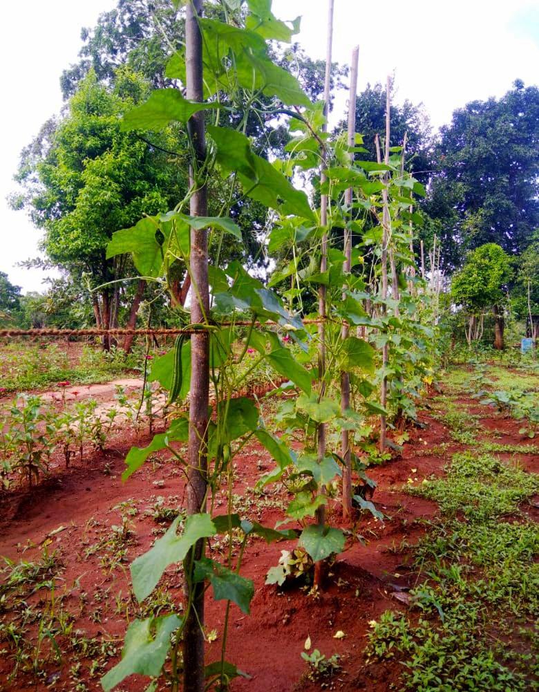Moni Farm House Wilpattu Nochchiyagama Exterior foto