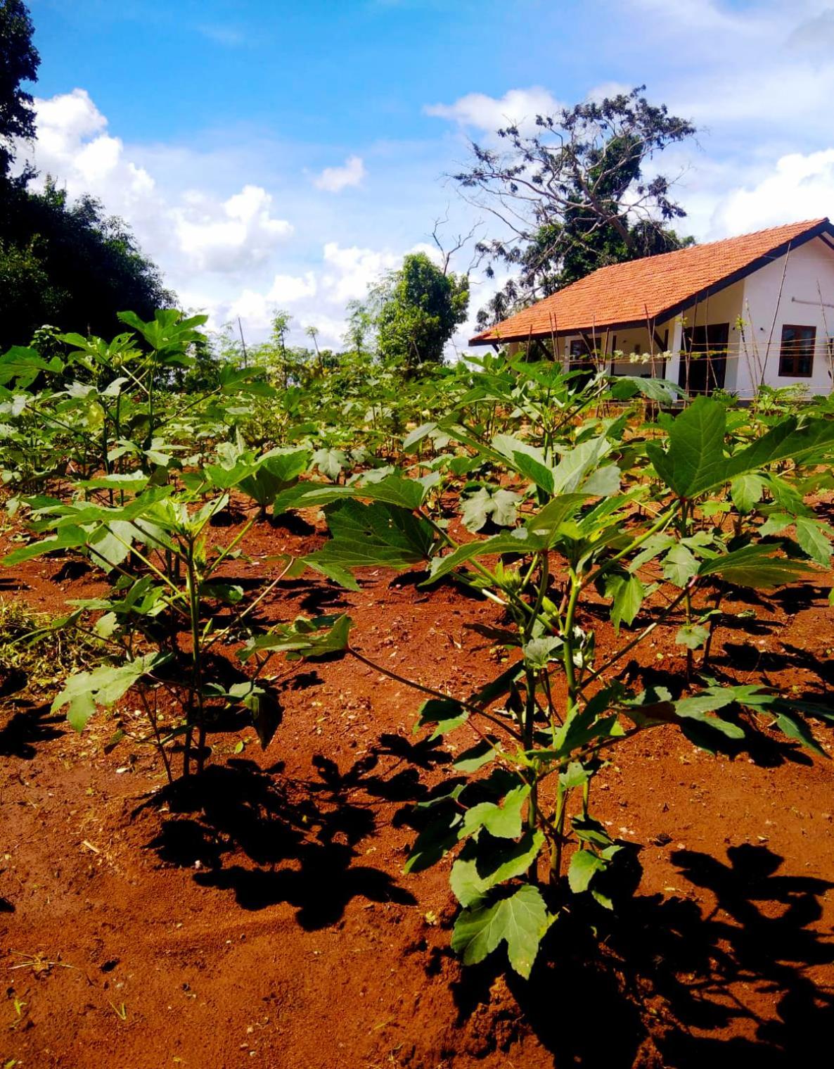 Moni Farm House Wilpattu Nochchiyagama Exterior foto