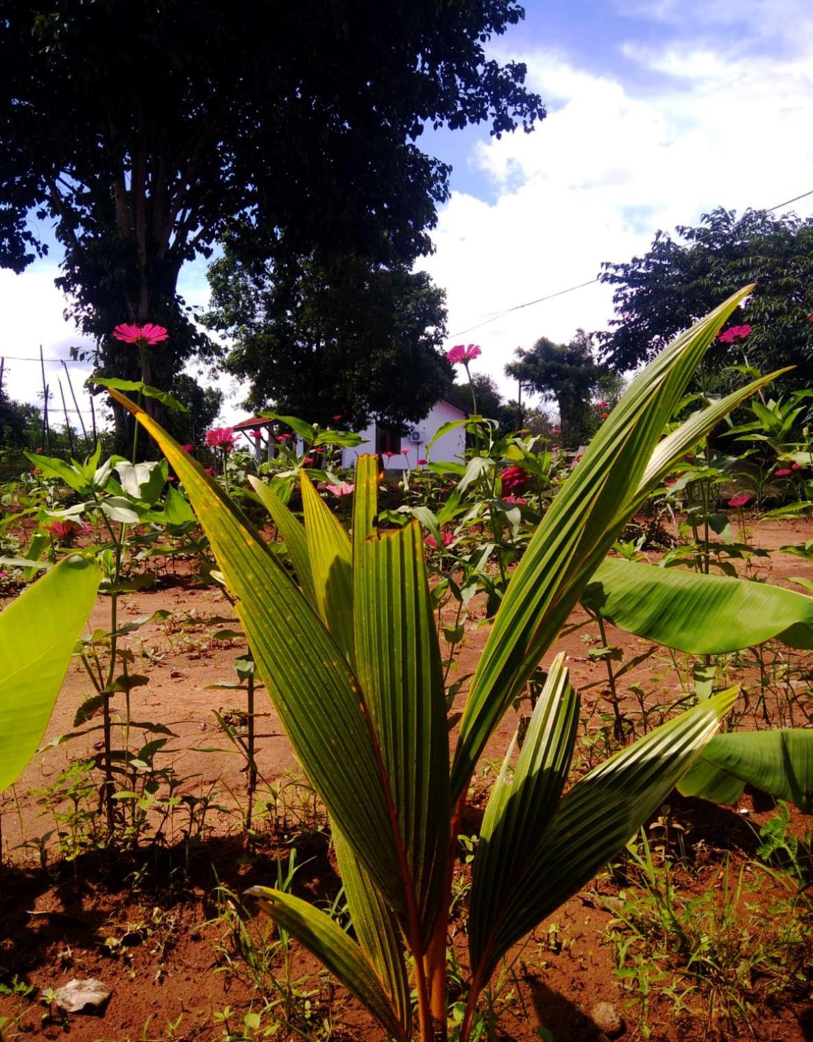 Moni Farm House Wilpattu Nochchiyagama Exterior foto